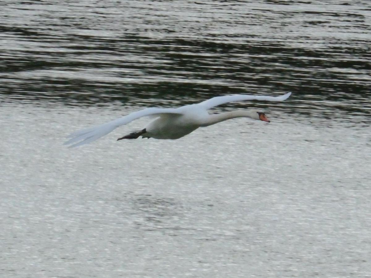 Вилла Les Cygnes Au Bord Du Loing Montigny-sur-Loing Экстерьер фото